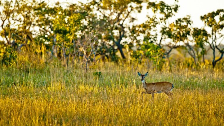 What the world needs now, is sustainable soy
